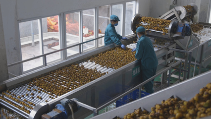 贵州金维宝:专注刺梨产品研发年产值超2000万元