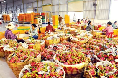 越南提升水果加工能力 增加产品附加值